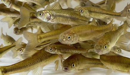 Many kinds of live and frozen bait.